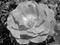 Butchart Gardens - red rose.jpg